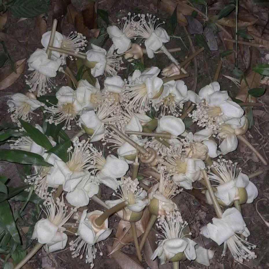 CHỐNG RỤNG CẤP TỐC VINAKOM BOMIX