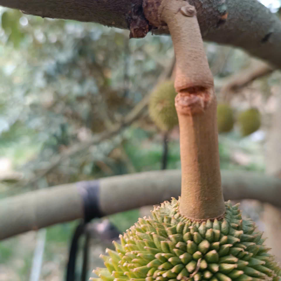 CHỐNG RỤNG CẤP TỐC VINAKOM BOMIX