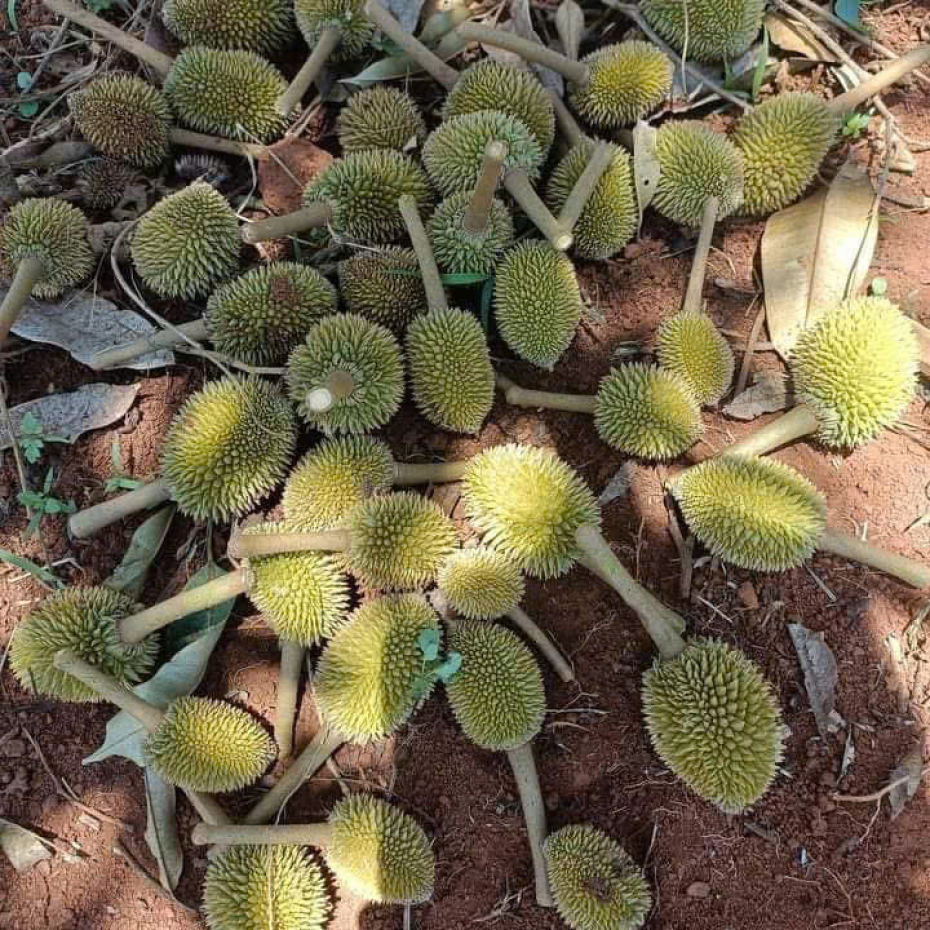 CHỐNG RỤNG CẤP TỐC VINAKOM BOMIX
