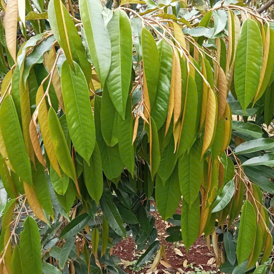 KÉO ĐỌT THẦN TỐC