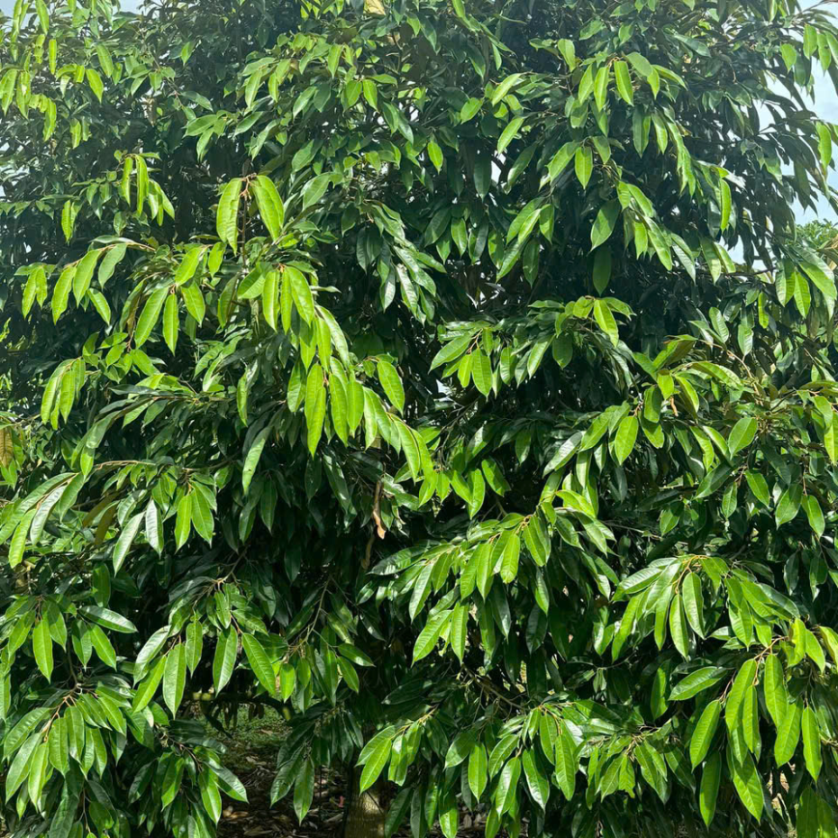 KÉO ĐỌT THẦN TỐC