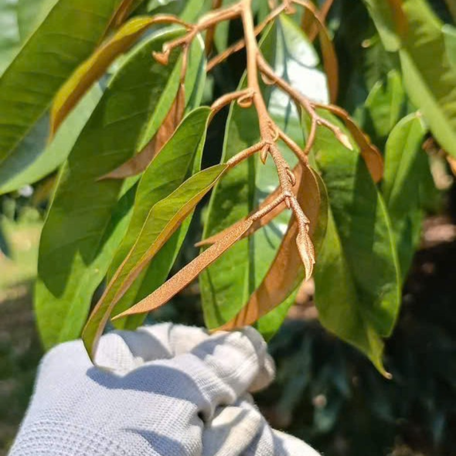 KÉO ĐỌT THẦN TỐC