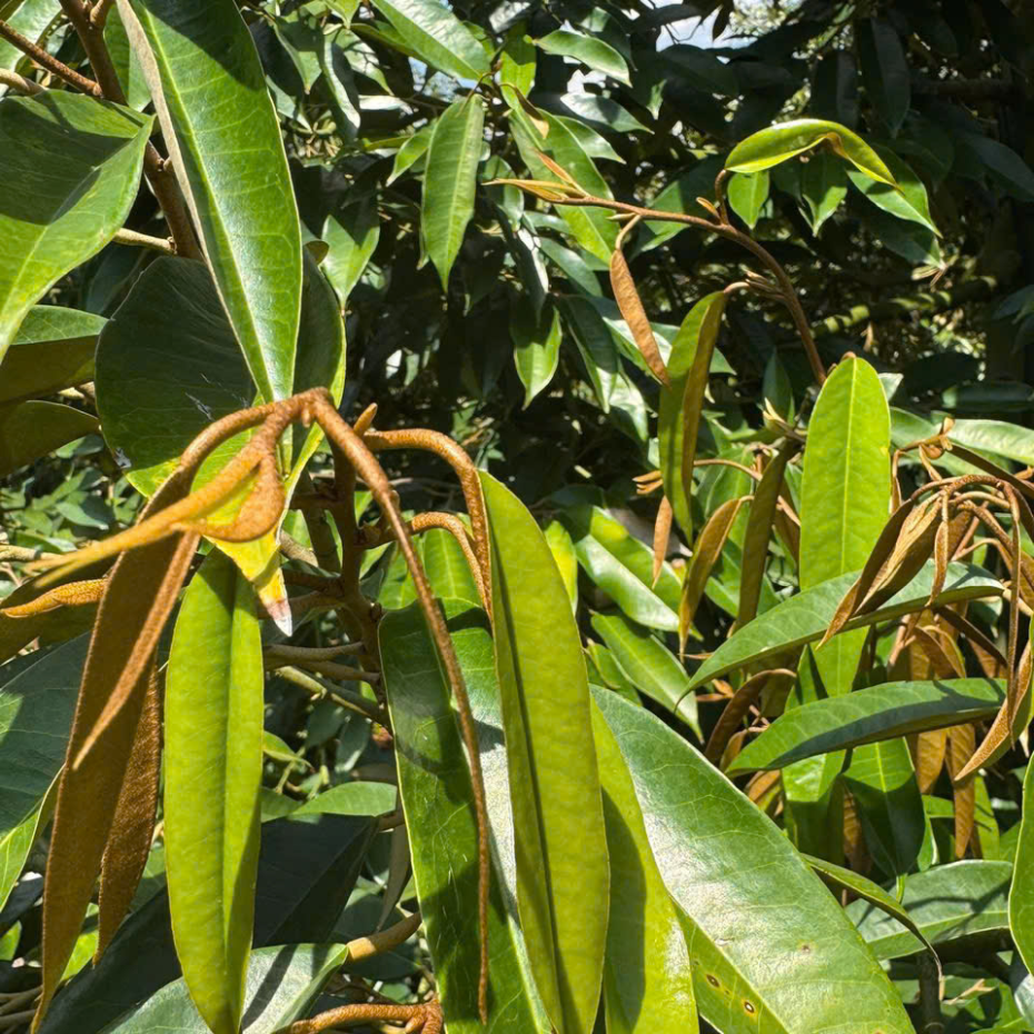 KÉO ĐỌT THẦN TỐC