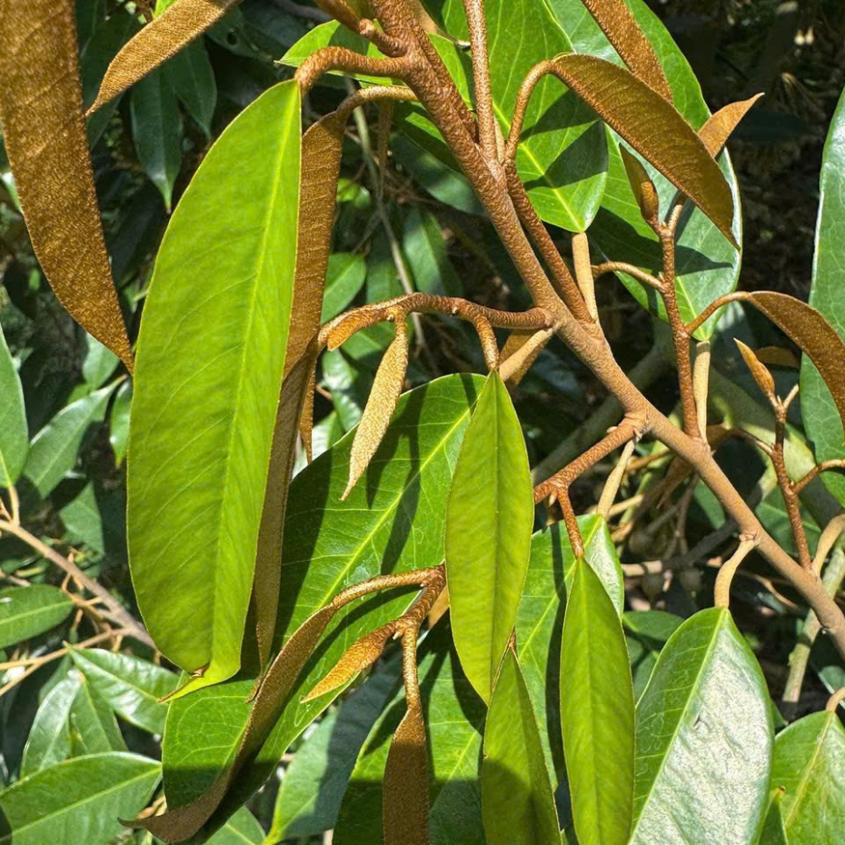 KÉO ĐỌT THẦN TỐC