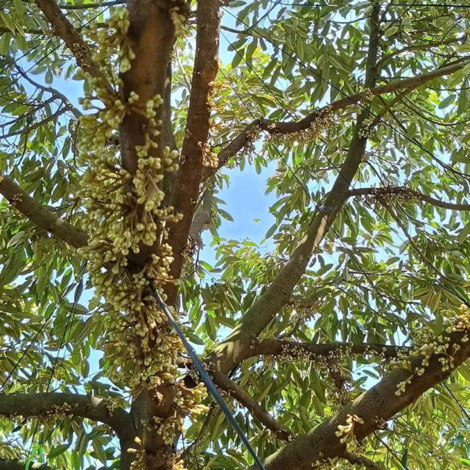 RƯỚC MẮT CUA SẦU RIÊNG