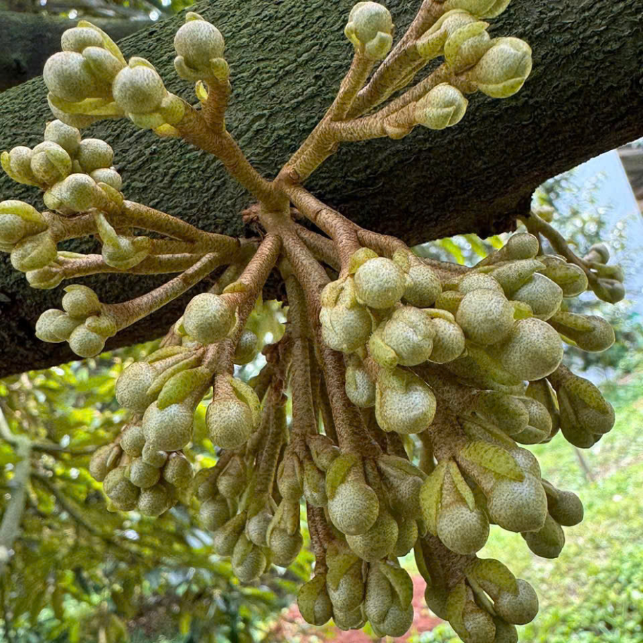 RƯỚC MẮT CUA SẦU RIÊNG