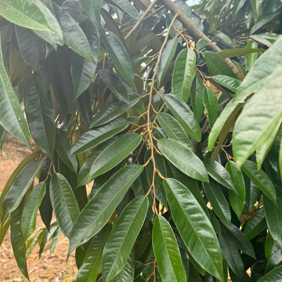 VI LƯỢNG CHELATE NHÂN SÂM