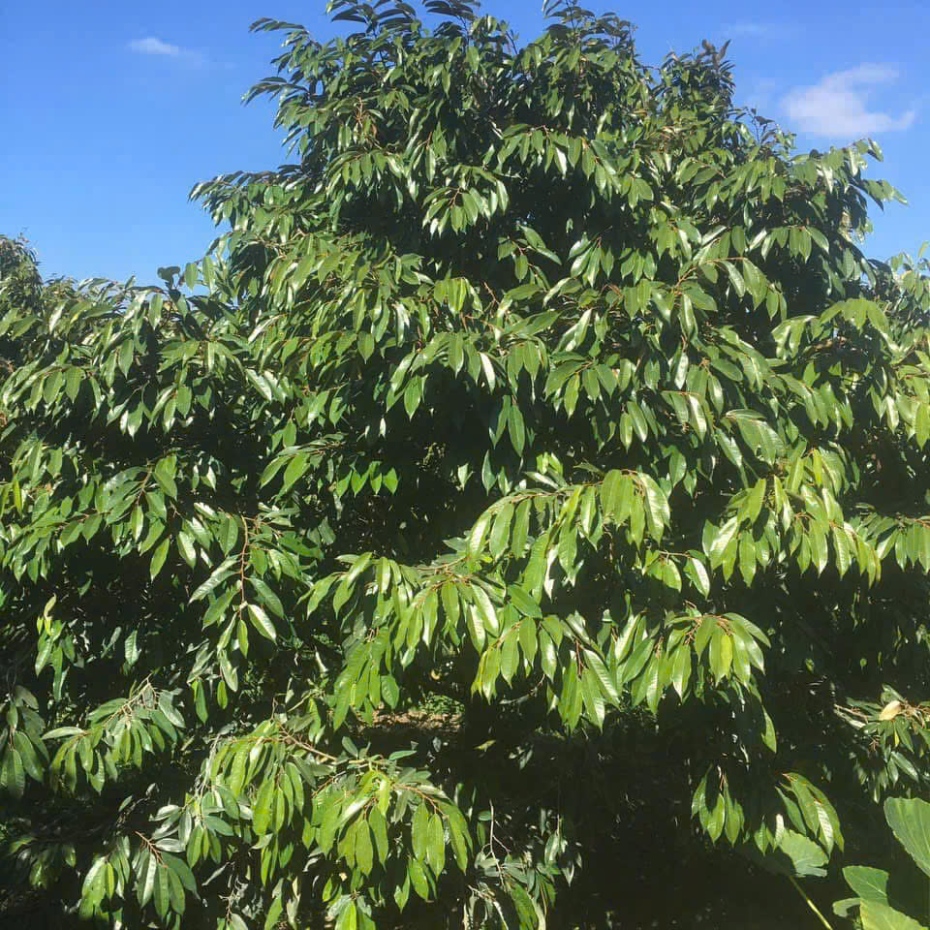 VI LƯỢNG CHELATE NHÂN SÂM