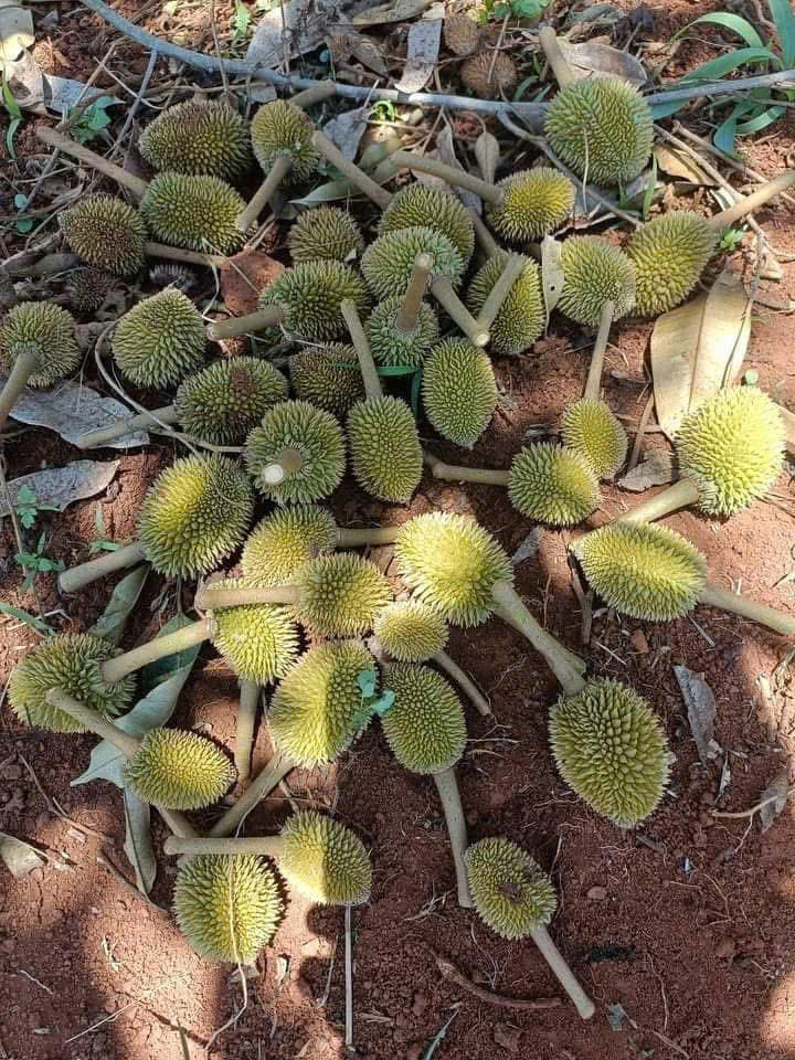 CHỐNG RỤNG