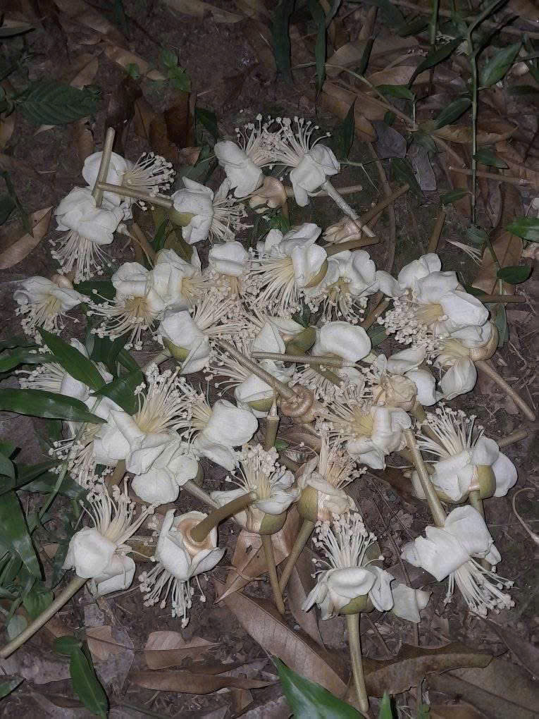 CHỐNG RỤNG
