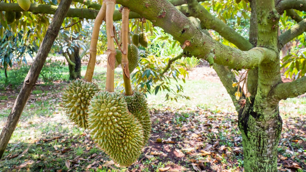 Sầu riêng méo trái - chống méo trái ngay từ bầu nhụy