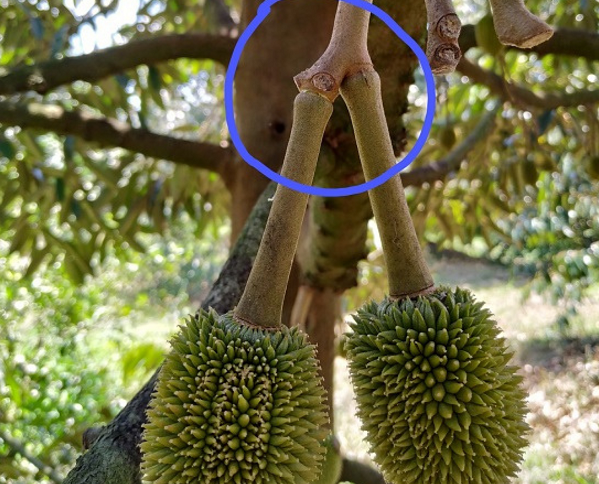 Tháo khớp buông lóng ở cây sầu riêng