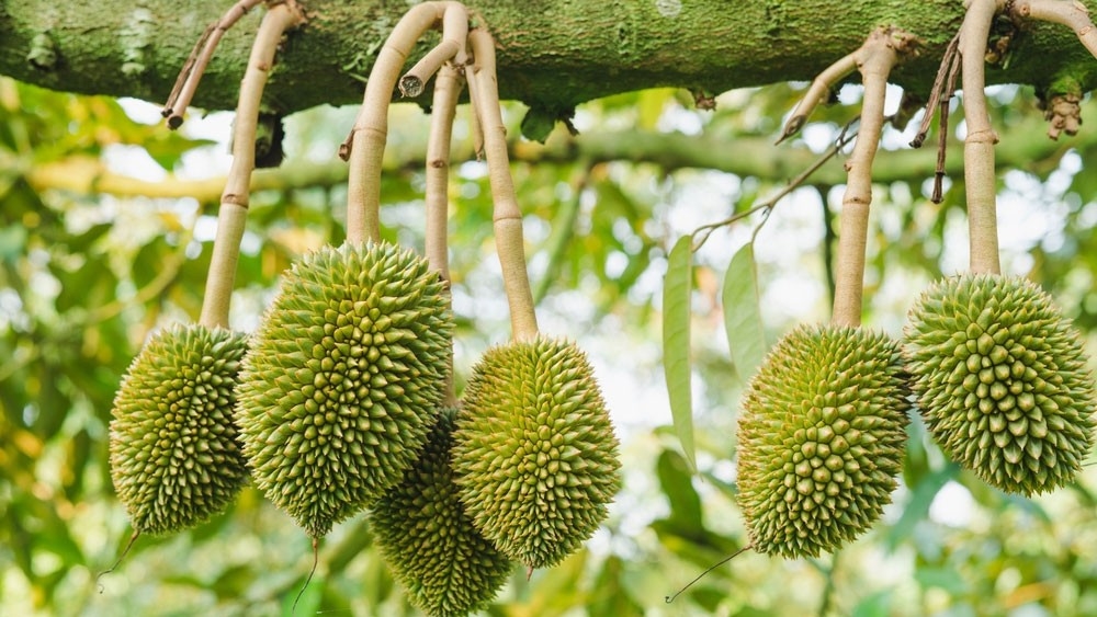 Bí Quyết Nuôi Trái Sầu Riêng Lớn Nhanh - Chống Rụng Trái
