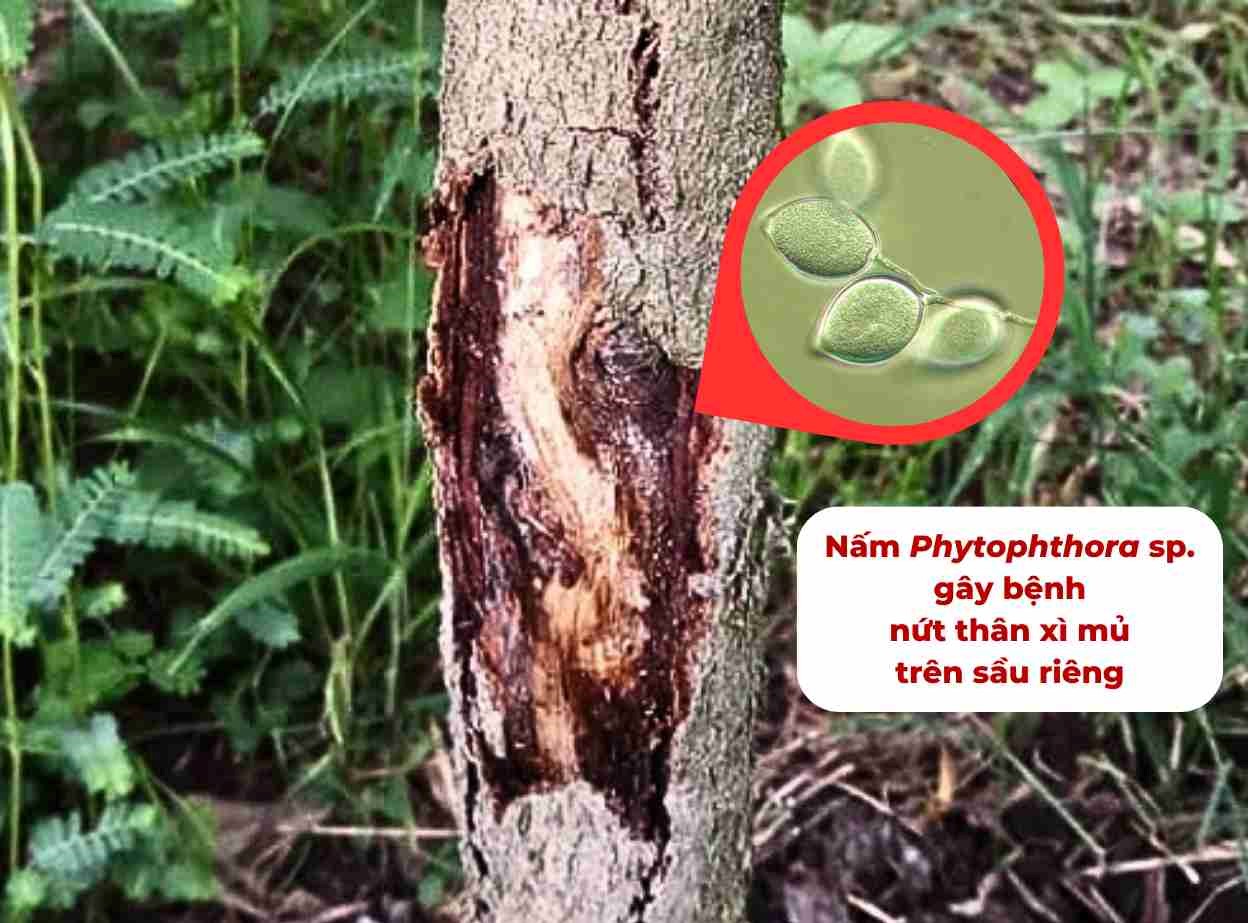 bệnh nứt thân, xì mủ trên cây ăn trái