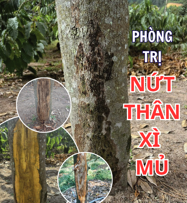 Phòng trị nứt thân, xì mủ trên cây ăn trái